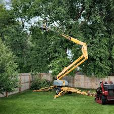 Best Tree Preservation Services  in Chester, PA